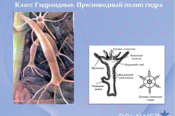Что такое кракен маркет торкнет